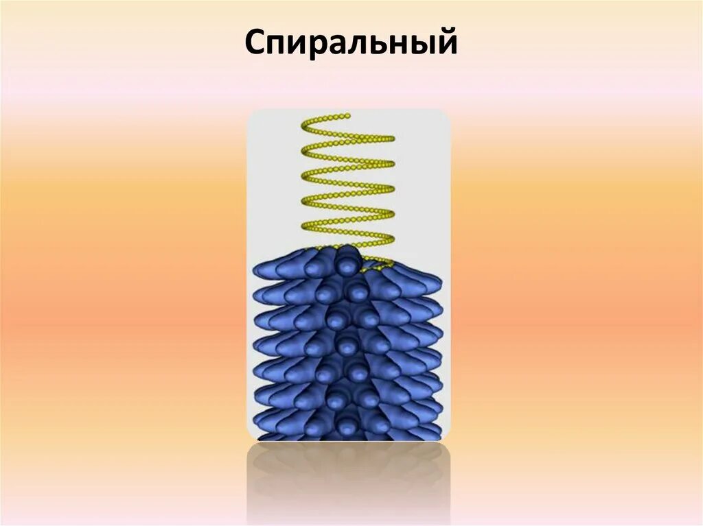 Спиральный капсид. Вирус табачной мозаики капсид. спиральный капсид вируса. спиральная симметрия капсида. вирусы со спиральным типом симметрии капсида.