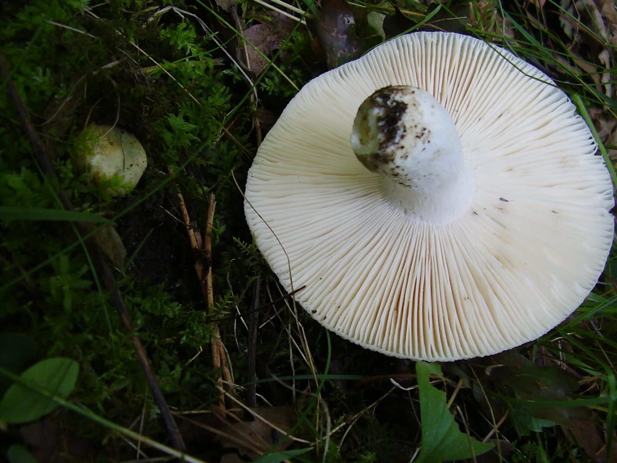 Сыроежка Чешуйчатая (Russula virescens). Сыроежка зеленоватая. Сыроежка зелёная. Гриб с зеленой шляпкой. Нижняя сторона шляпки гриба