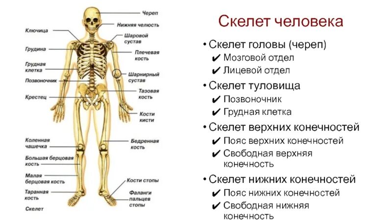 Скелет человека скелет головы скелет туловища. Строение скелета отделы скелета. скелет верхней конечности человека биология 8 класс. осевой скелет человека с названием костей. нижняя конечность отдел скелета кости скелета.