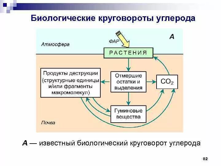 Процессы биологического круговорота веществ. Круговорот углерода схема простая. Геохимический круговорот углерода. Геохимический цикл углерода схема. Круговорот углерода в природе биология.