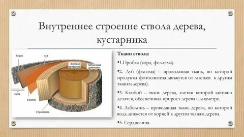 Внутренний слой коры дерева
