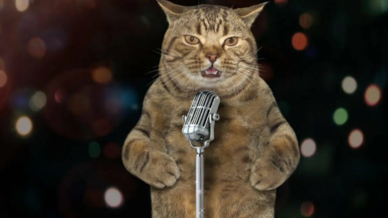 Кот поет в микрофон. Кот поет. Поющие коты. Кот в караоке. Поющие коты фото.