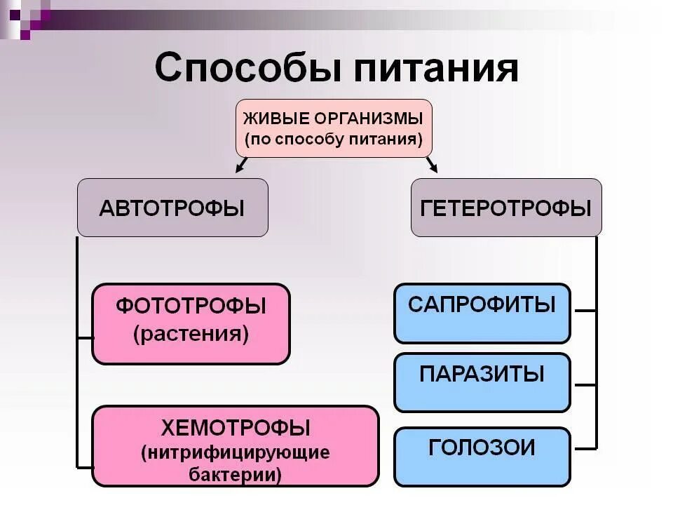 Основания в живых организмах. Типы питания клеток. Типы питания живых организмов схема. Схема типы питания клеток. Способы питания в биологии.