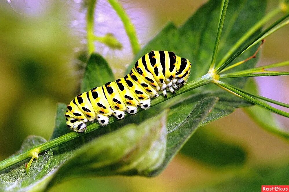 Гусеница бабочки махаон. Cucullia lactucae гусеница. Бело желтая гусеница. Олигофаги гусеницы. Гусеница репейницы ядовитая?.