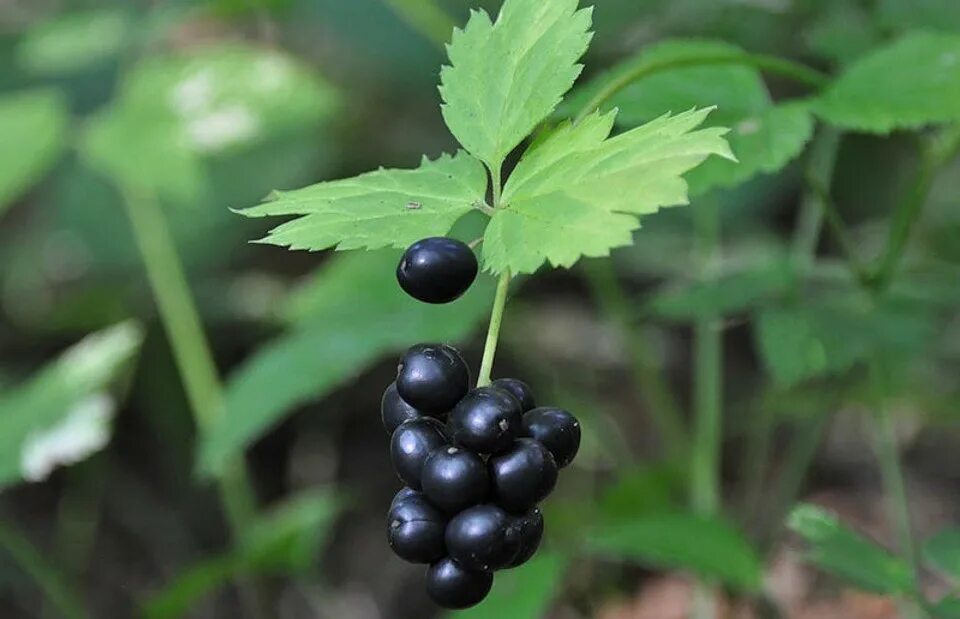 Воронец Колосистый. Воронец Колосистый ягоды. Воронец Колосистый (Actaea spicata). Воронец колосовидный растение. Черные ягоды в лесу