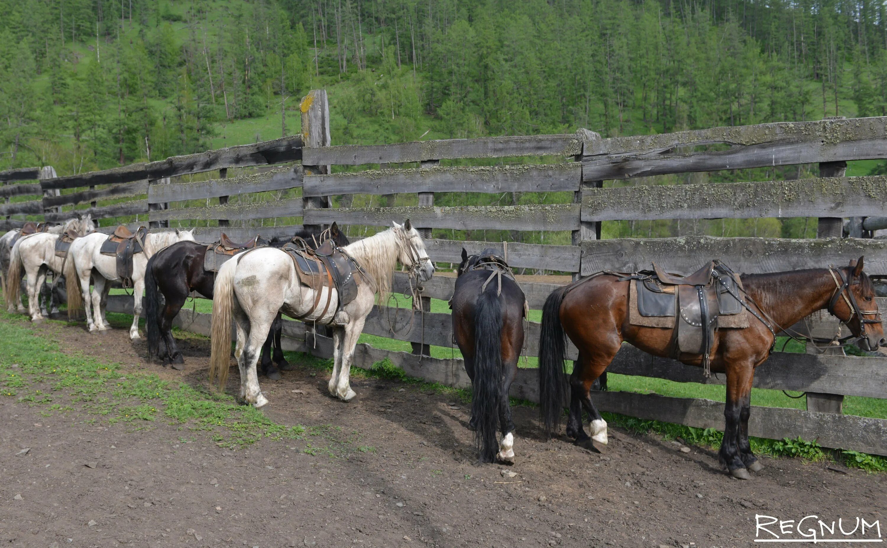 Лошади в Республике Алтай. Алтайцы на лошадях. Республика Алтай кони. Новоалтайская порода лошадей.