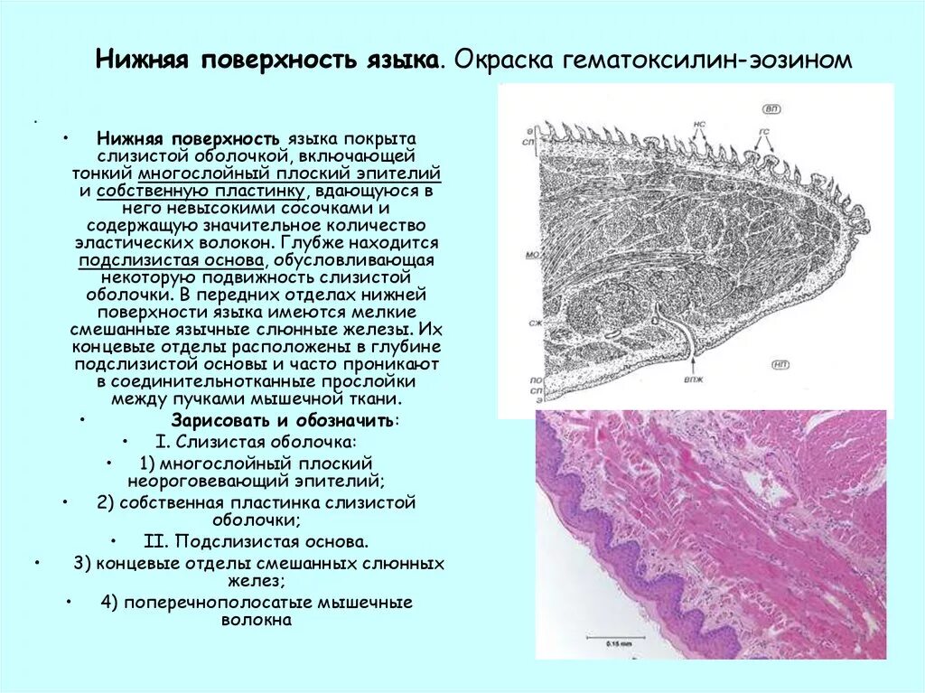 Свойства слизистых оболочек. Слизистая оболочка и подслизистая основа нижней поверхности языка. Строение слизистой оболочки нижней поверхности языка. Строения слизистой оболочки на верхней поверхности языка. Слои слизистой оболочки языка.