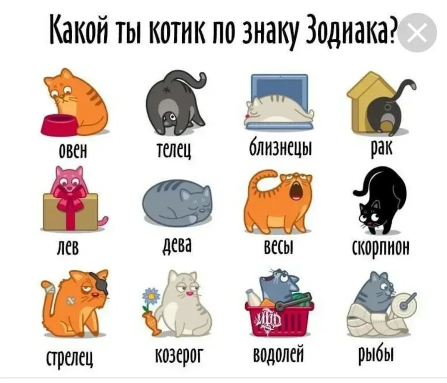 Знаки зодиака. Котики по знаку зодиака. Гороскоп в картинках прикольные. Знаки зодикак. Дейли гороскопы