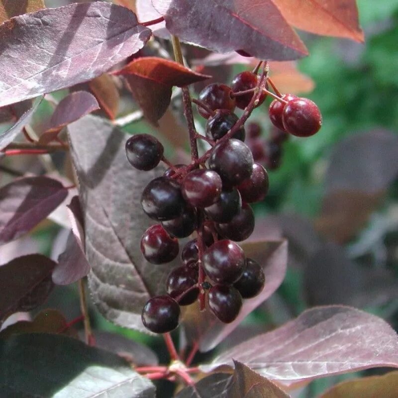 Файл:Chokecherry (Prunus virginiana) - Kitchener, Ontario 2019-07-28.jpg - Вікіп