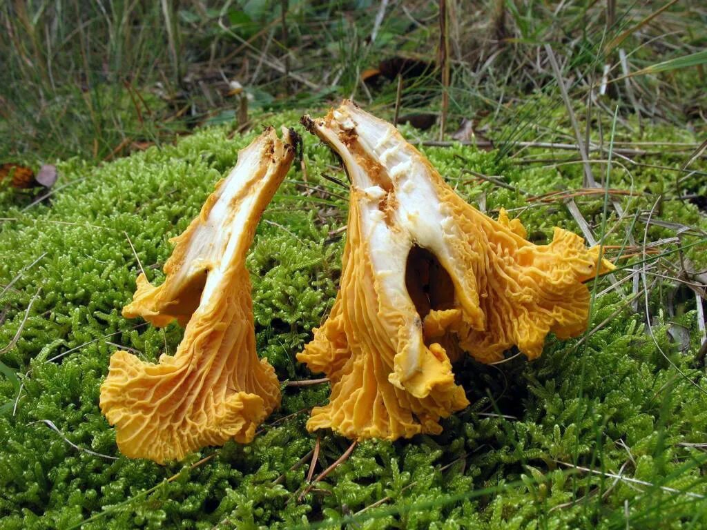 Какие бывают лисички грибы. Лисичка желтая (cantharellus cibarius). лисички настоящие. старые лисички грибы. лисички приморские.