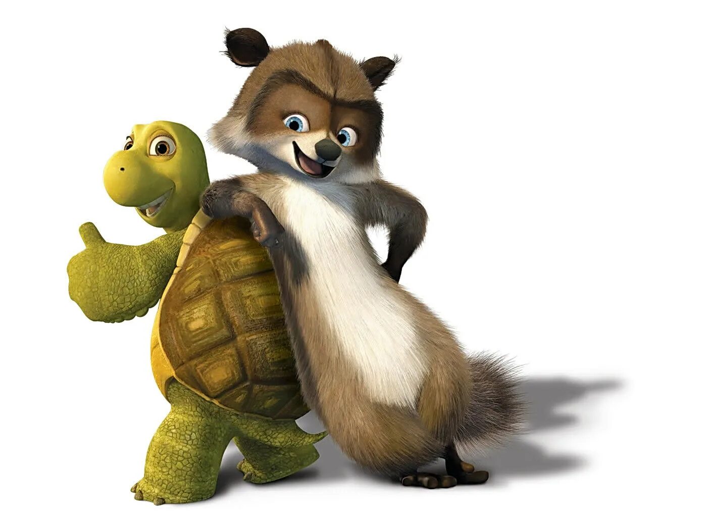 Черепаха белка. Черепаха белка