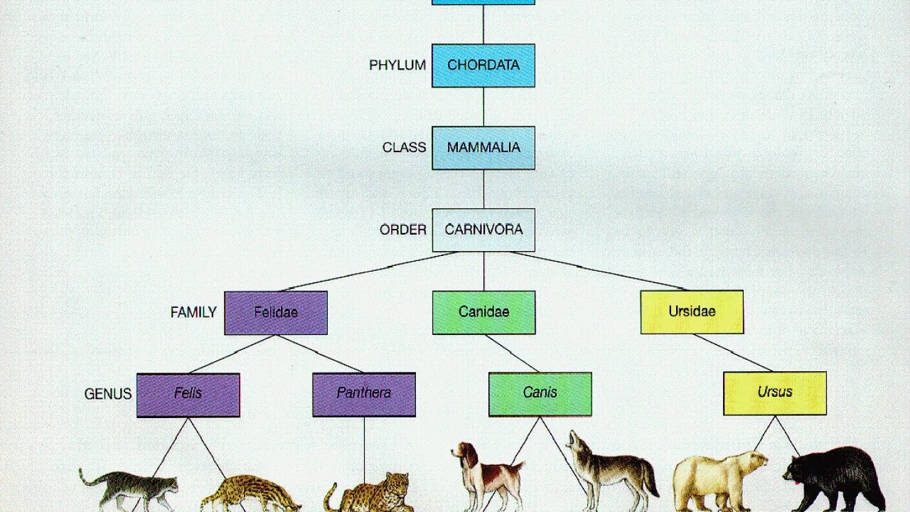 В какой класс объединяют животных имеющих. Систематика животных классификация царства. Царство животных типы классы отряды семейства. Систематика царство животные схема. Классификация животных 5 класс биология.