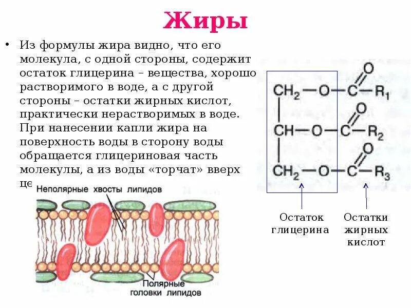 Триглицериды до глицерина и жирных кислот. Глицерин в клетках человека. Глицерин модель. Глицерин в клетках человека. Глицерин в клетках человека.