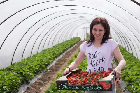 Клубника белореченск