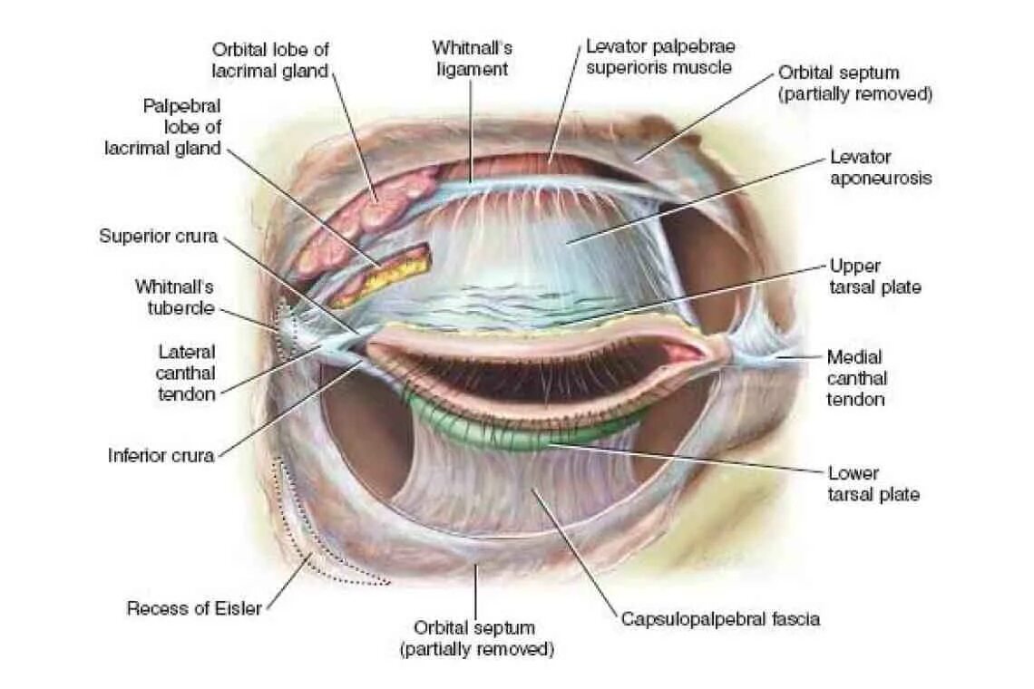 Веки 1 2. Анатомия орбитальной области. Леватор верхнего века анатомия.