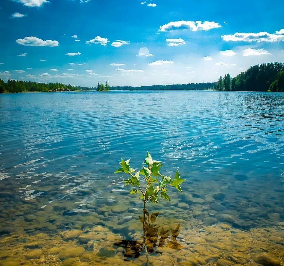 Озеро большое чистое. Озеро Малукса. Карьеры Малукса озеро Малукса. Озеро Малукса Ленинградская обл. Старая Малукса озеро.