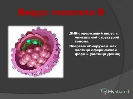 Днк вируса гепатита в