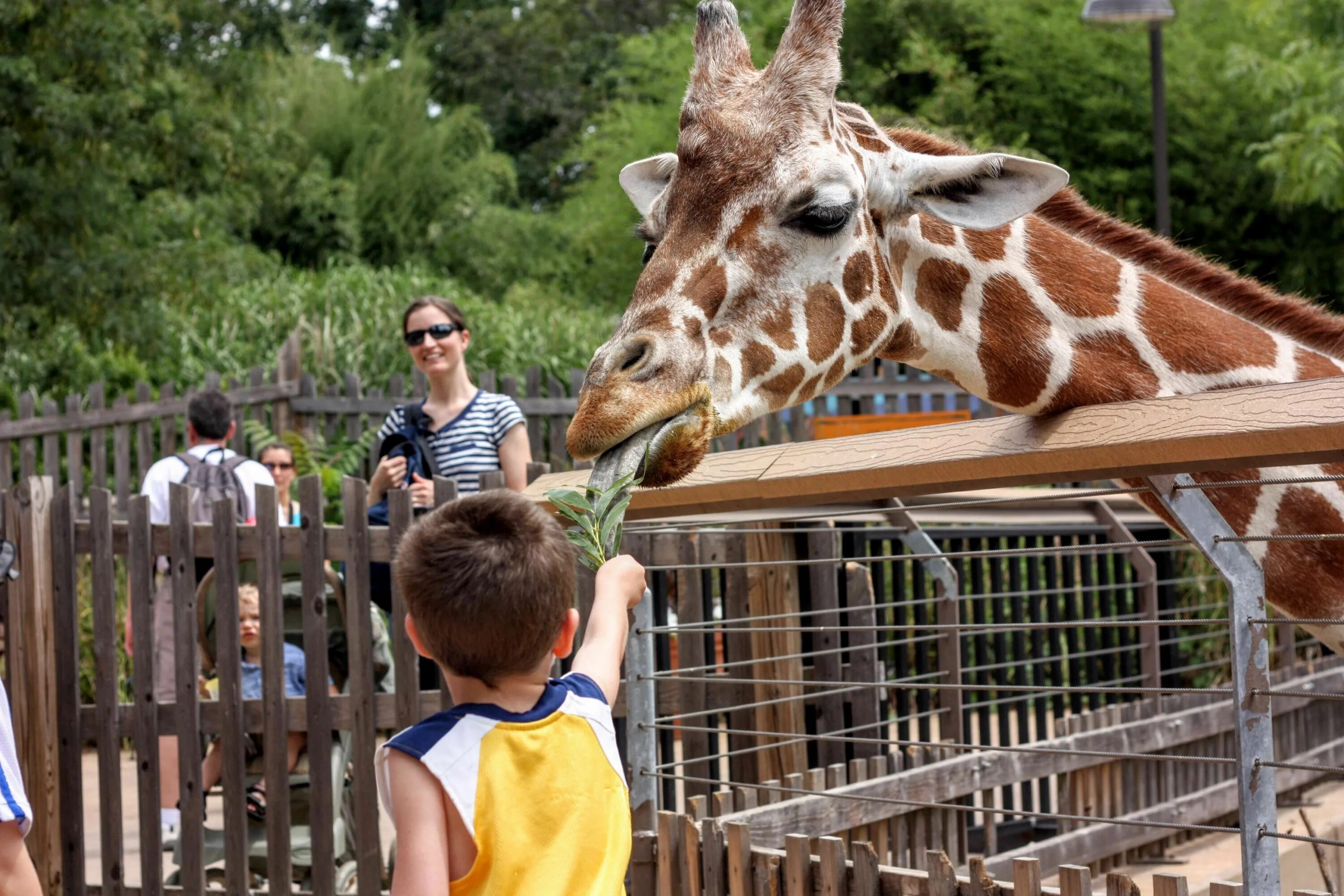 Zoo child. Зоопарк Лимпопо Жираф. Зоопарк Лимпопо Нижний Новгород Жираф.