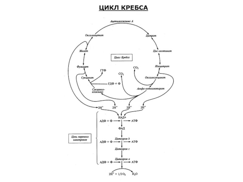 Цикл кребса 4 углерода. Двухколесный велосипед кребса биохимия. трехколесный велосипед кребса схема. схема двухколёсного велосипеда кребса. цикл кребса.