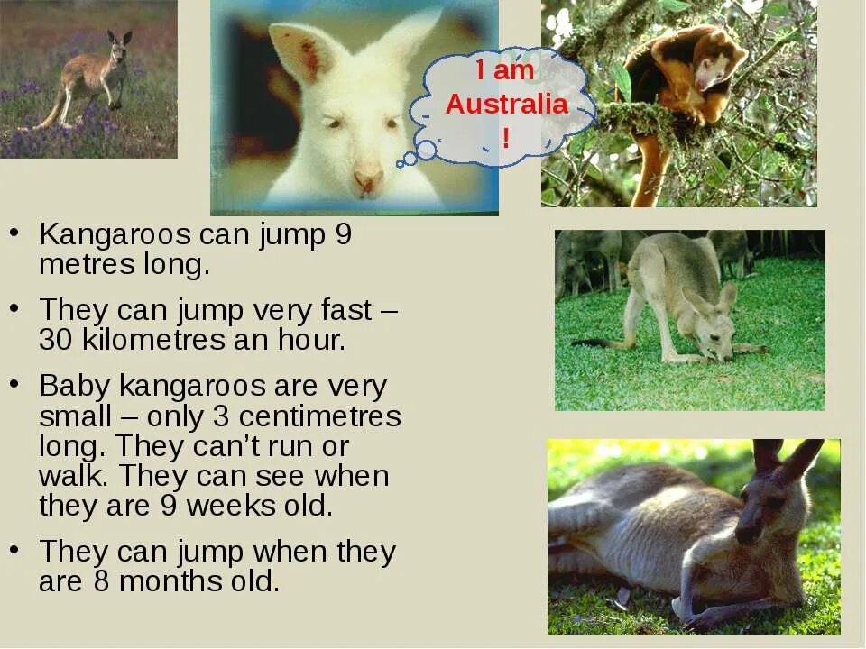 Кенгуру описание. Рассказ о кенгуру на английском. They can run. Kangaroo перевод на русский язык с английского. Презентация про животных на английском языке.
