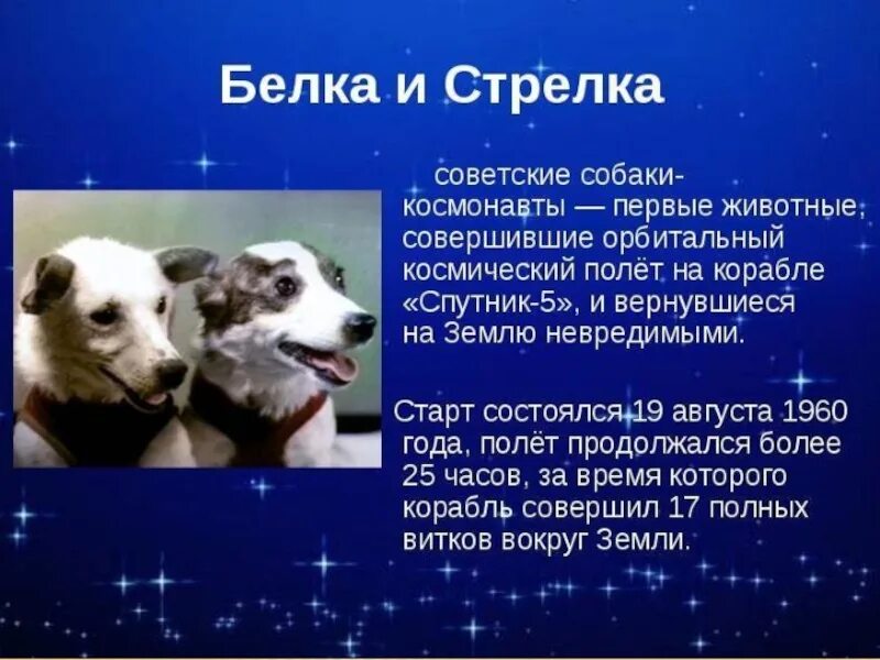 Спутник 5 собаки. Полет собак в космос белка и стрелка. Первые собаки в космосе белка и стрелка сообщение. Полет белки и стрелки в космос интересные факты. Герои космоса собаки белка и стрелка.