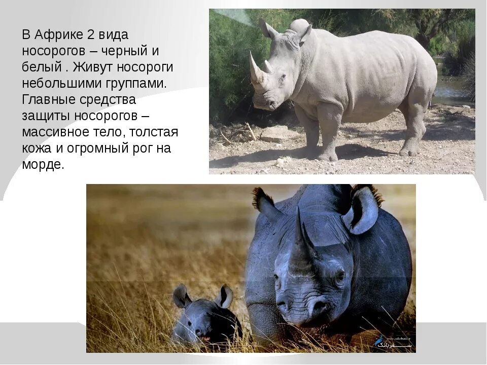 Животные африки 4 класс окружающий мир впр. Носорог доклад. Носорог информация для детей. Носорог животное описание. Белый носорог.