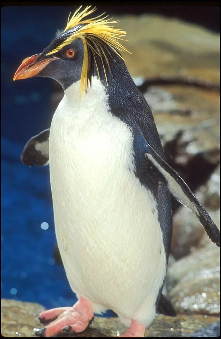 Two penguins / Dos pingüinos Male and female respectively.. Flickr