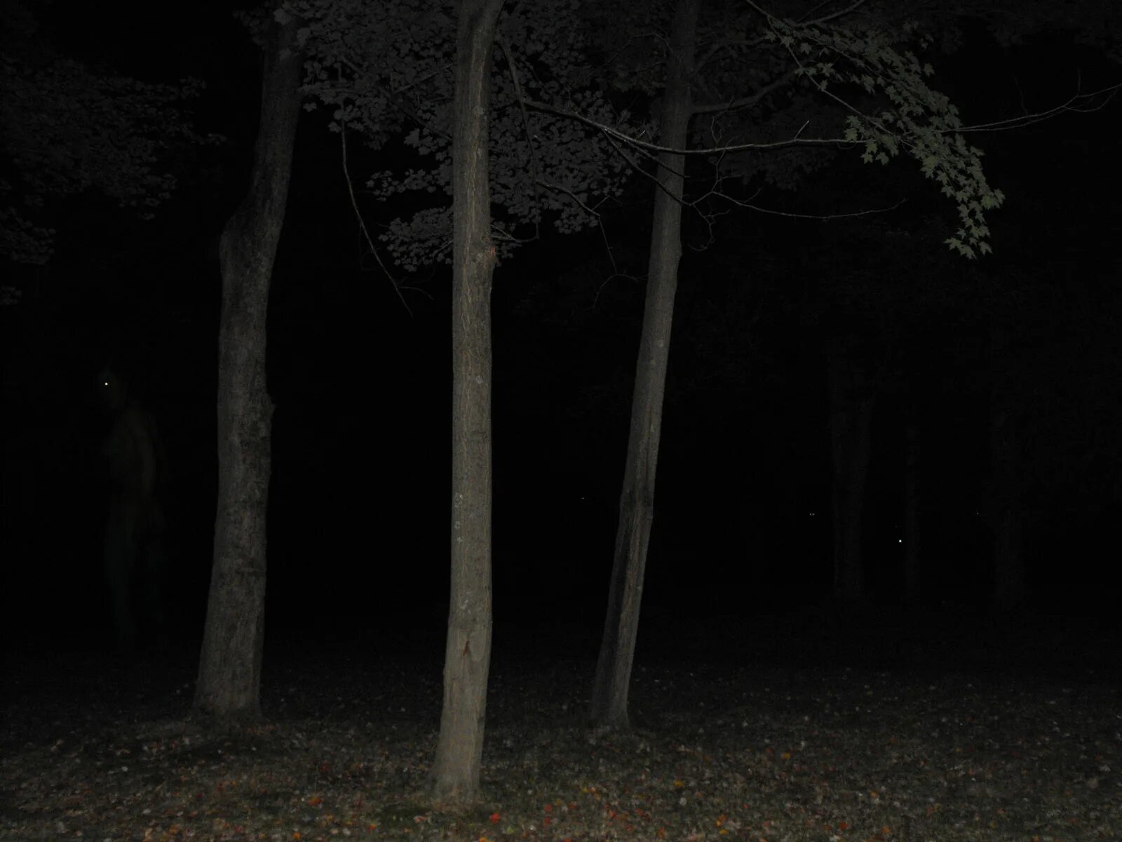 Обычная темнота. Страшный лес ночью. Страшный темный лес ночью. Страшные места ночью в лесу. «Ночь в лесу».