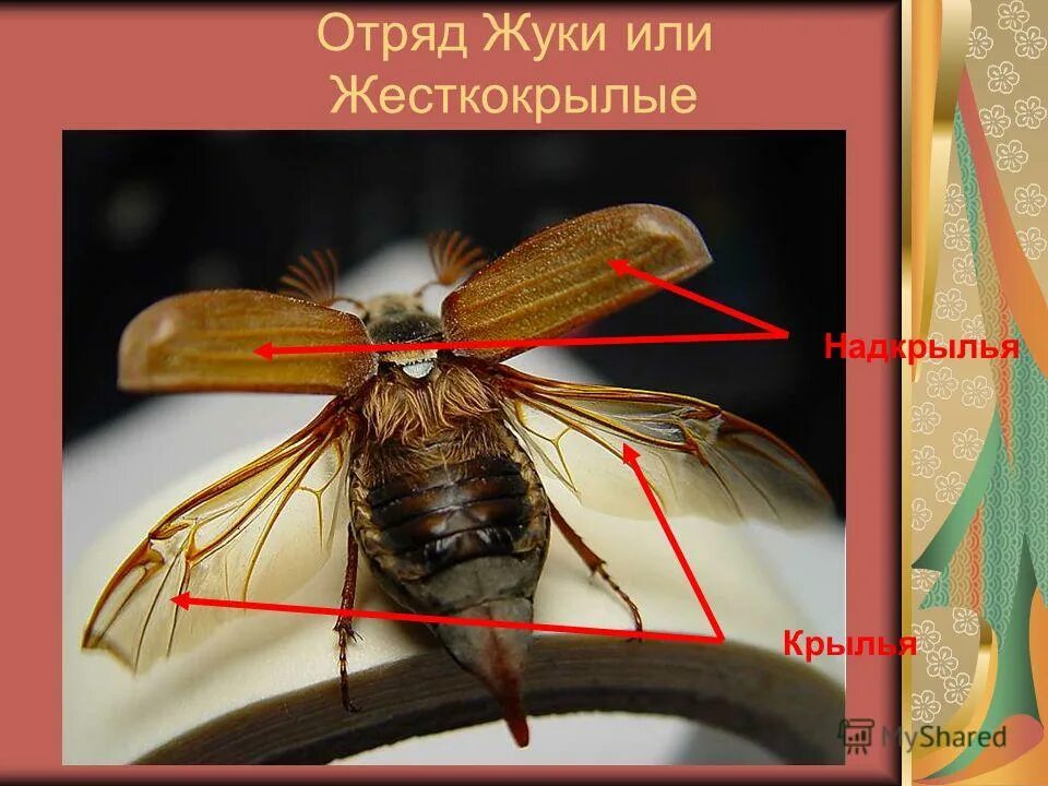 Строение насекомого майского жука. Дыхальца у Жуков. Надкрылья майского жука. Крылья Жуков. Надкрылья жёсткокрылые.