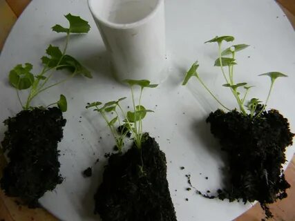 Выращивание колокольчика из семян