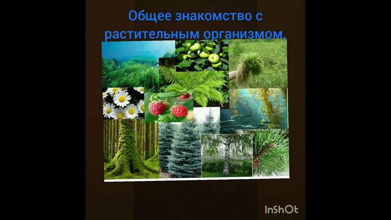 Растительный организм 9 класс. Растительный организм 9 класс