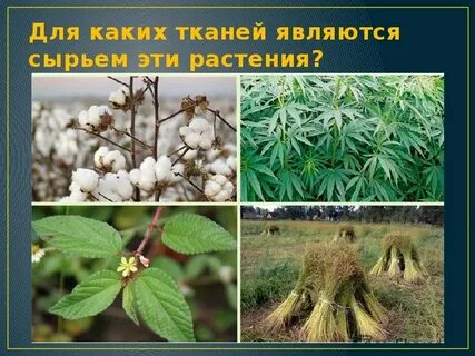 Растения из которых делают