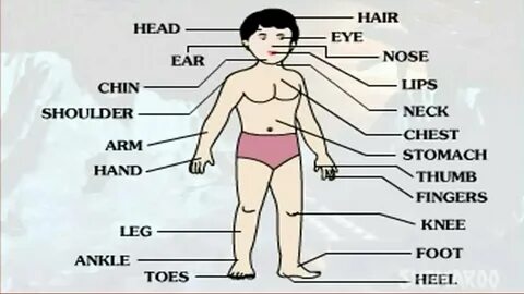 Ca part of body