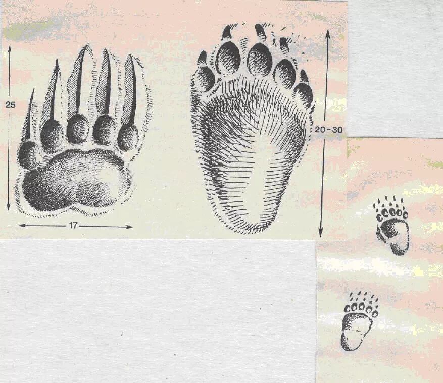 След лапы медведя. Следы медведя. Отпечаток лапы медведя. Следы бурого медведя.