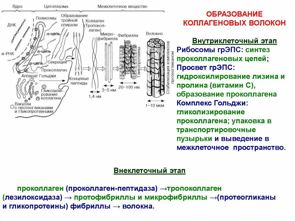 Биосинтез уровень организации. Этапы формирования коллагеновых волокон гистология. уровни организации коллагенового волокна гистология. синтез коллагена схема. синтез коллагеновых волокон гистология.