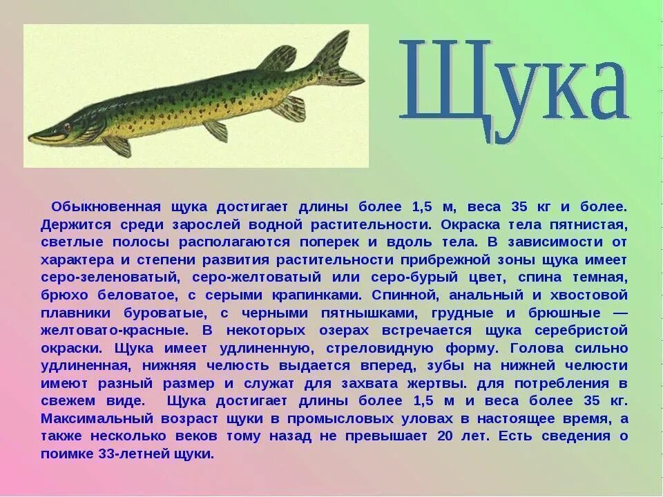 Информация про рыб. Доклад про щуку. Сообщение о щуке. Щука описание рыбы. Рассказ про щуку.