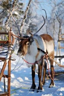 Северный олень зимой