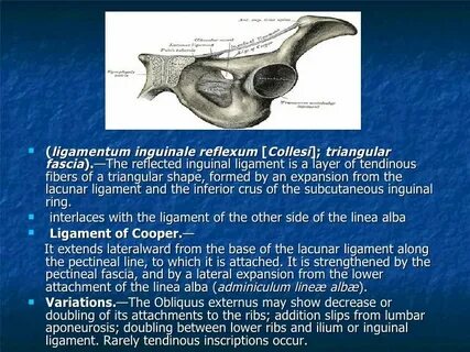Ligamentum