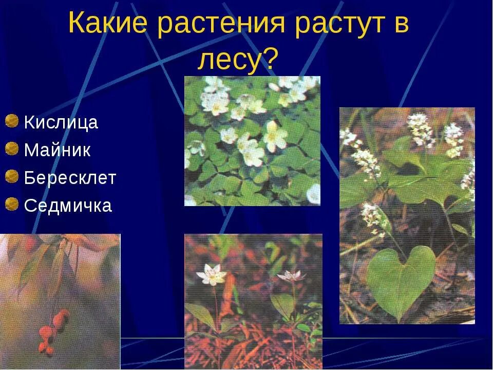 Какие растения выводят. Растения леса. растения которые растут в лесу. растения леса названия. растения которые растут в лесах.