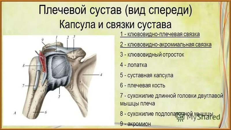 Плечевые связки. Капсула плечевого сустава анатомия. Плечевой сустав спереди. Плечевой сустав правый вид спереди. Плечевой сустав клювовидный отросток.