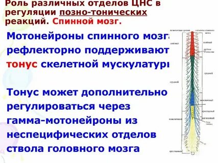 Регулирующие системы мозга