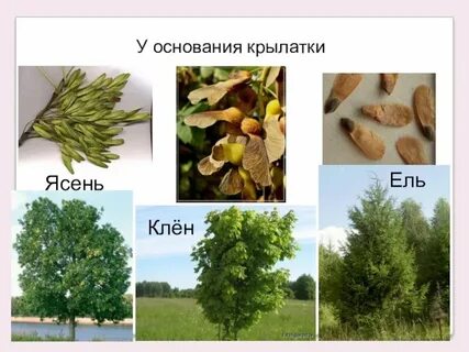 Как распространяются семена ясеня