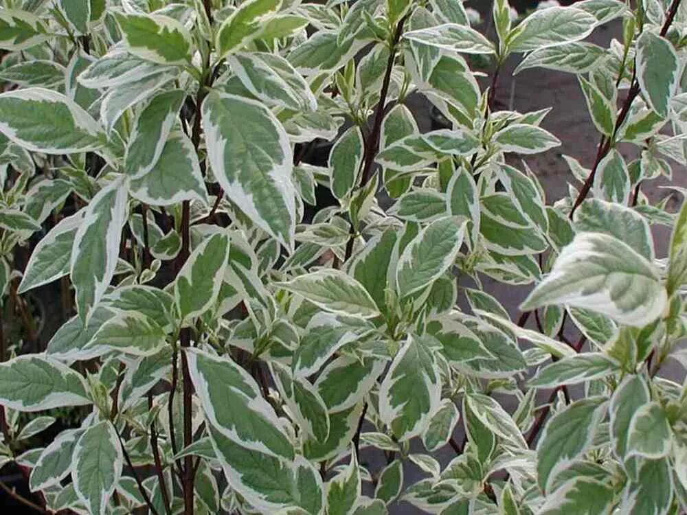 Elaeagnus "Quicksilver" ("Caspica") - glittrande smalbladig silv SEK: 75:- Elaea