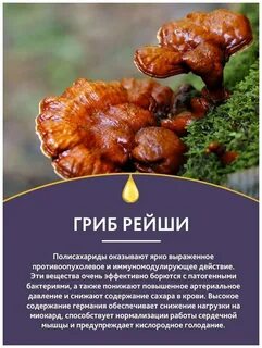 Гриб рейши отзывы