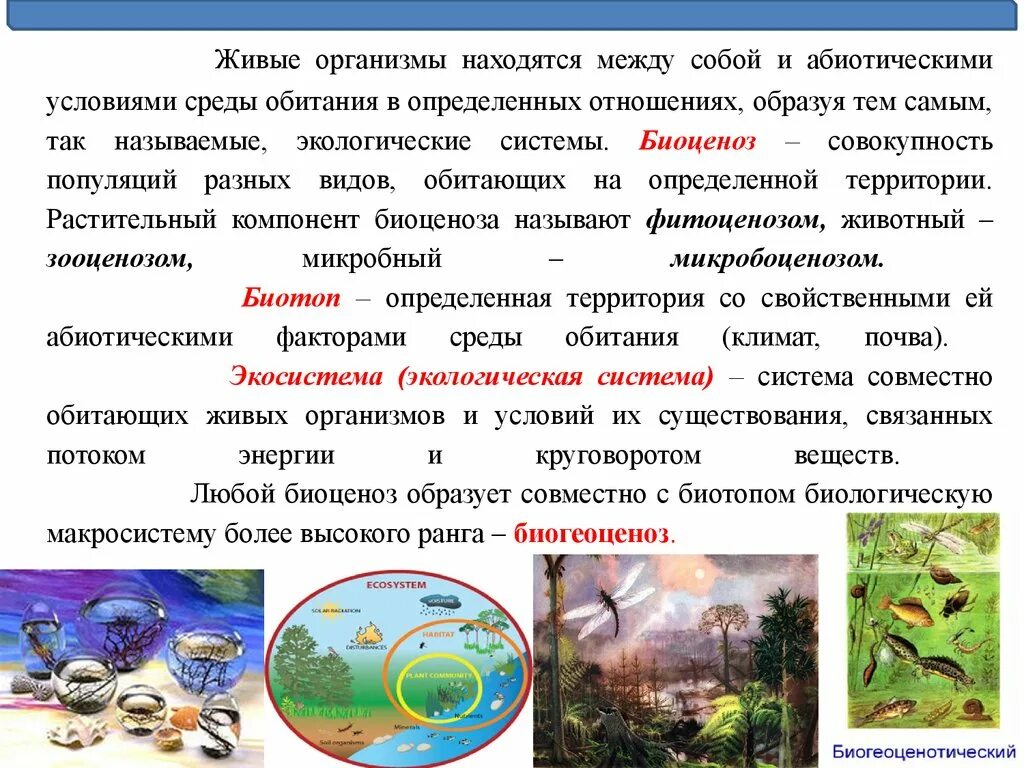 Больше всего живых организмов находится. Биоценоз и экосистема. Экология сообществ и экосистем. Сообщество это в экологии. Организм и окружающая среда.