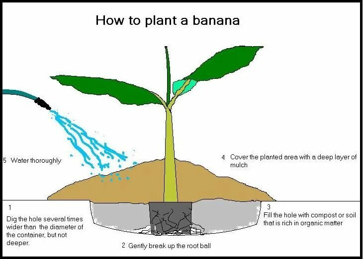 How plant. How do plants grow. how do plants grow перевод. сантина plant is how to plant сантина. how plant and grow bugenville.