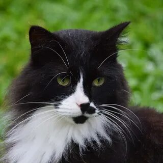 Черно белый кот с зелеными глазами