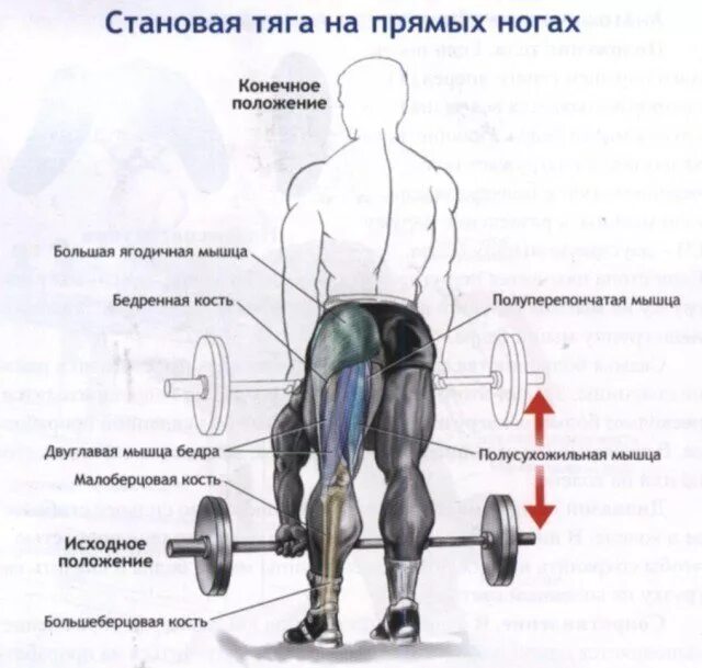 Тяга какие мышцы работают. Становая тяга группы мышц. Тяга на прямых ногах. Становая на прямых ногах. Становая тяга на прямых ногах мышцы.