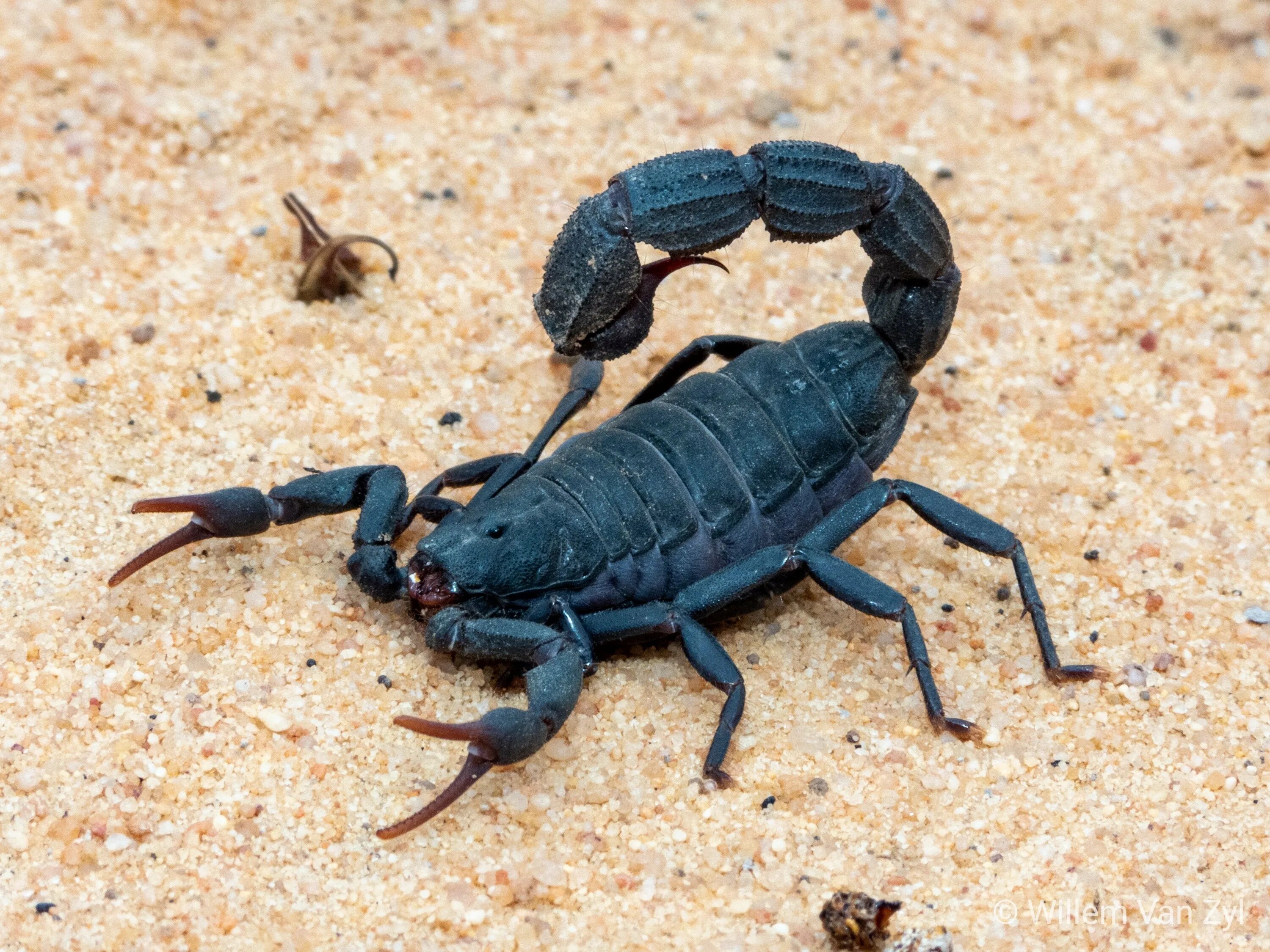 Скорпион обыкновенный ядовитый или нет. Parabuthus capensis. толстохвостый скорпион. кавказский скорпион. скорпион в пустыне.