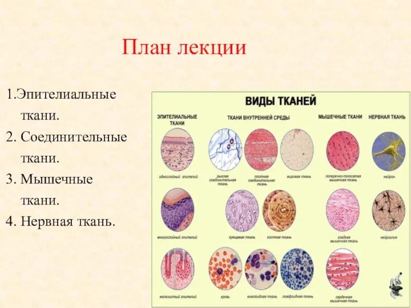 Общее представление о тканях и нитках. Ткань 1)  соединительная 2)  эпителиальная. Расположение ткани внутренней среды. Виды тканей внутренней среды. Вид ткани 1)  эпителиальная 2)  соединительная.